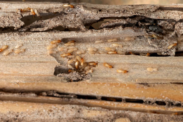 Professional Pest Control in Flagtown, NJ